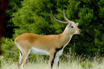 'Horned Beast' Antelope ESCAPES from Brit Zoo – Police Issue 'Danger to Public Warning